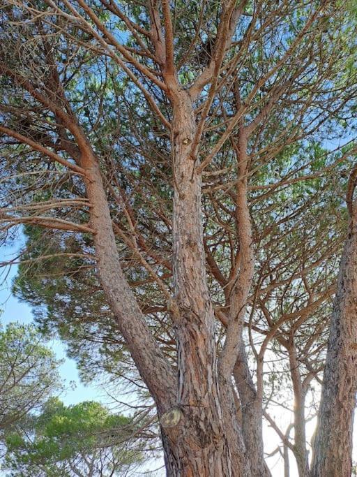 Gelsi Holiday Home La Maddalena La Maddalena  Eksteriør billede